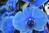 Himmelblau Schmetterlingsorchidee Orchidee Blumensamen zur Aussaat Bestäuber freundlich Traditionssorte & ohne Gentechnik Samen Hausgarten
