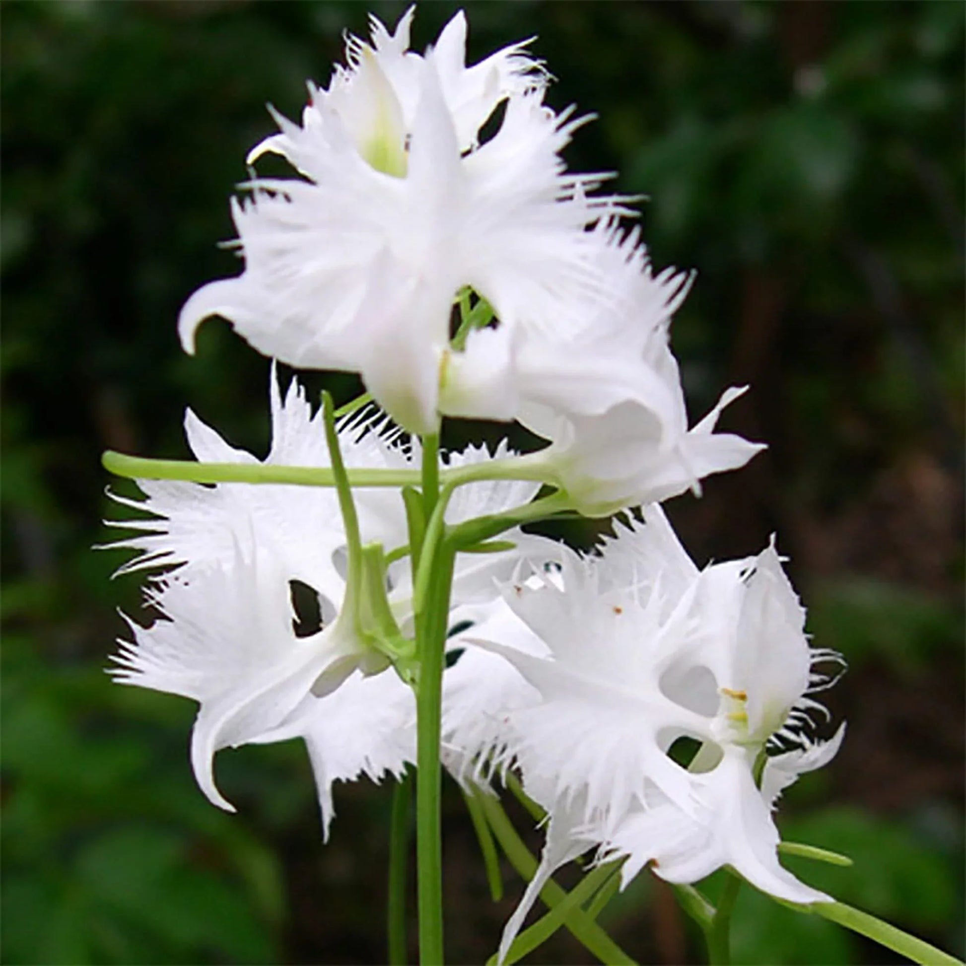 Aigrette orchids enhancing a garten setting