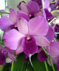 Himmelblau Dendrobium Blumensamen zur Aussaat lang Blüte Saison Traditionssorte & ohne Gentechnik Samen Hausgarten
