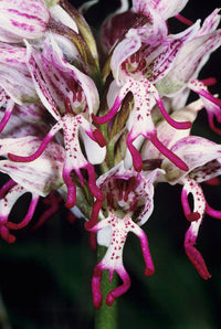 How to grow slipper orchid samen innen