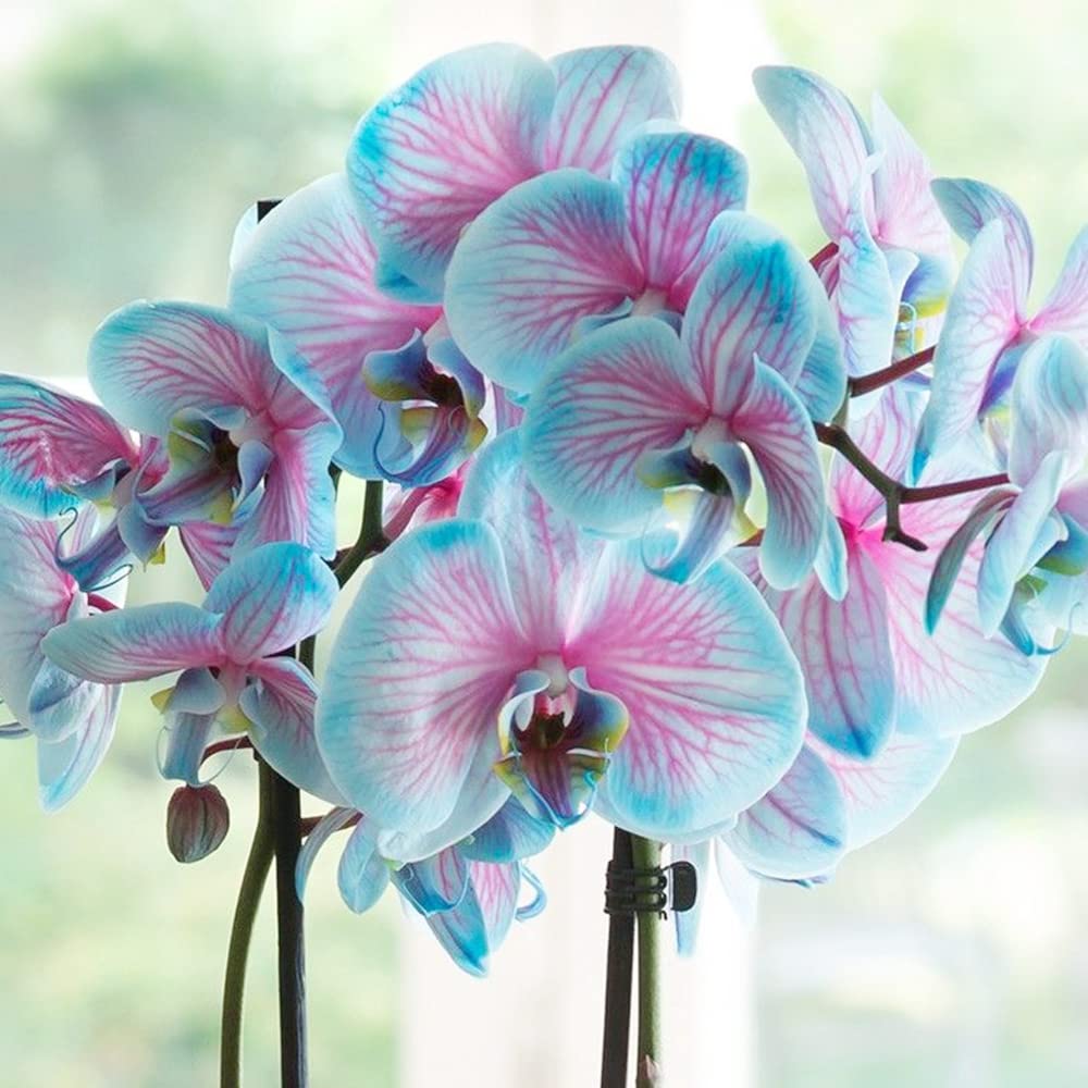 Blau and rosa orchids wachsend in decorative töpfen