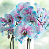 Blau and rosa orchids wachsend in decorative töpfen