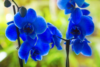 Dark blau orchid pflanzen in töpfen