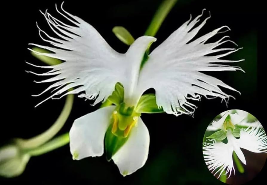 How to sow orchid samen