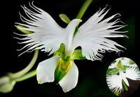 How to sow orchid samen