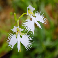 Aigrette orchid seedlings keimend in moist soil