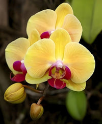 Butterfly orchid pflanze