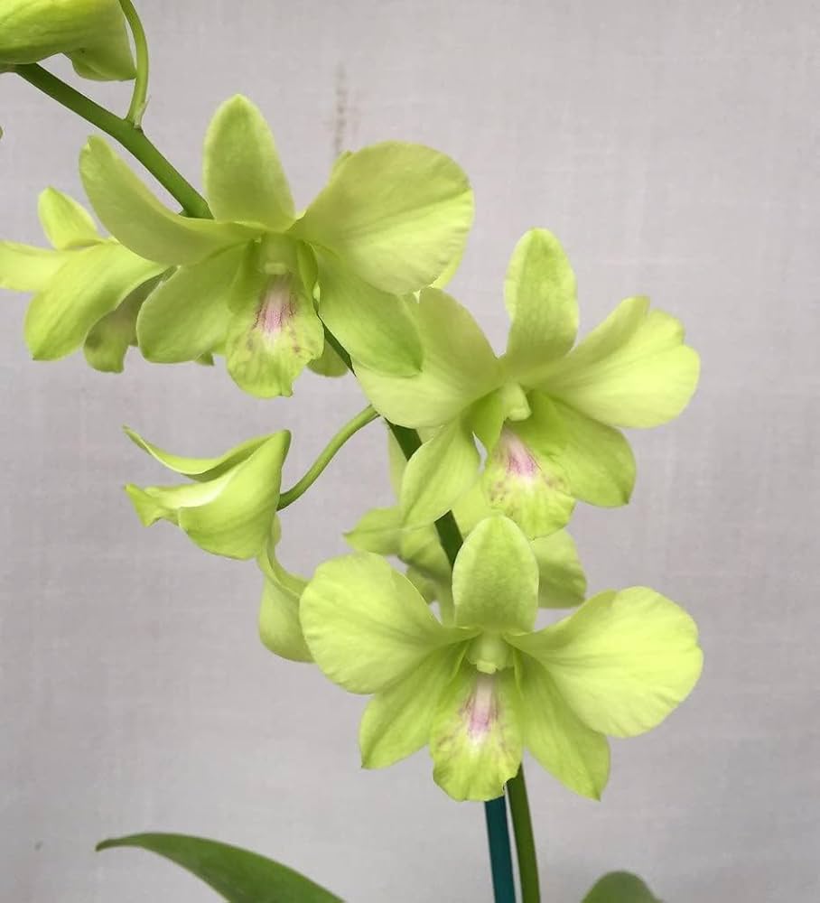 Close-up of light grün orchid samen
