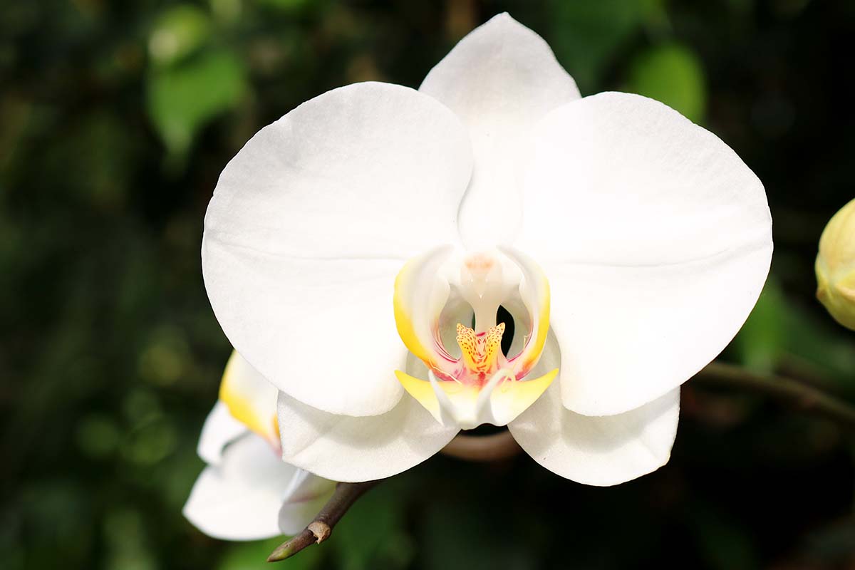 Phalaenopsis orchid samen ideal for indoor wachsend
