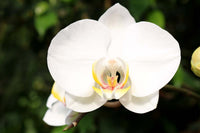 Phalaenopsis orchid samen ideal for indoor wachsend

