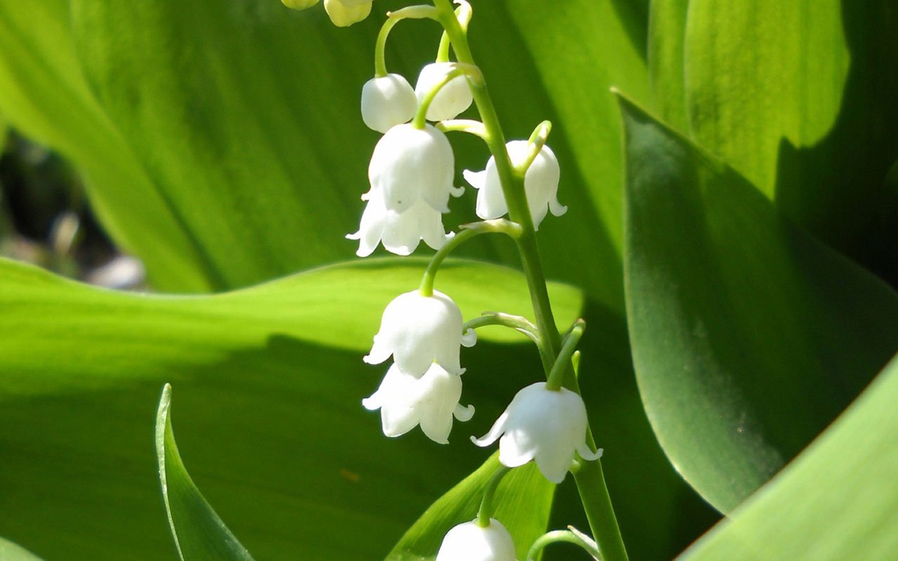 Easy to grow bell orchid weiß samen for indoor containers
