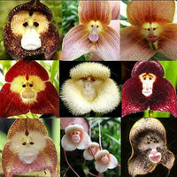 Easy to grow chocolate monkey orchid samen for greenhouses
