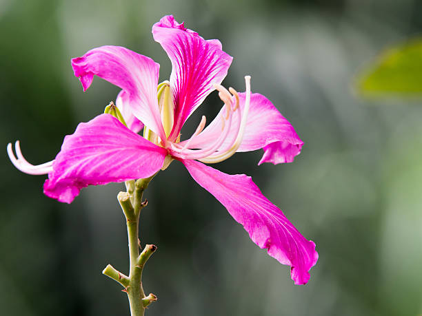 Flowering bauhinia orchid tree with rosa blossoms