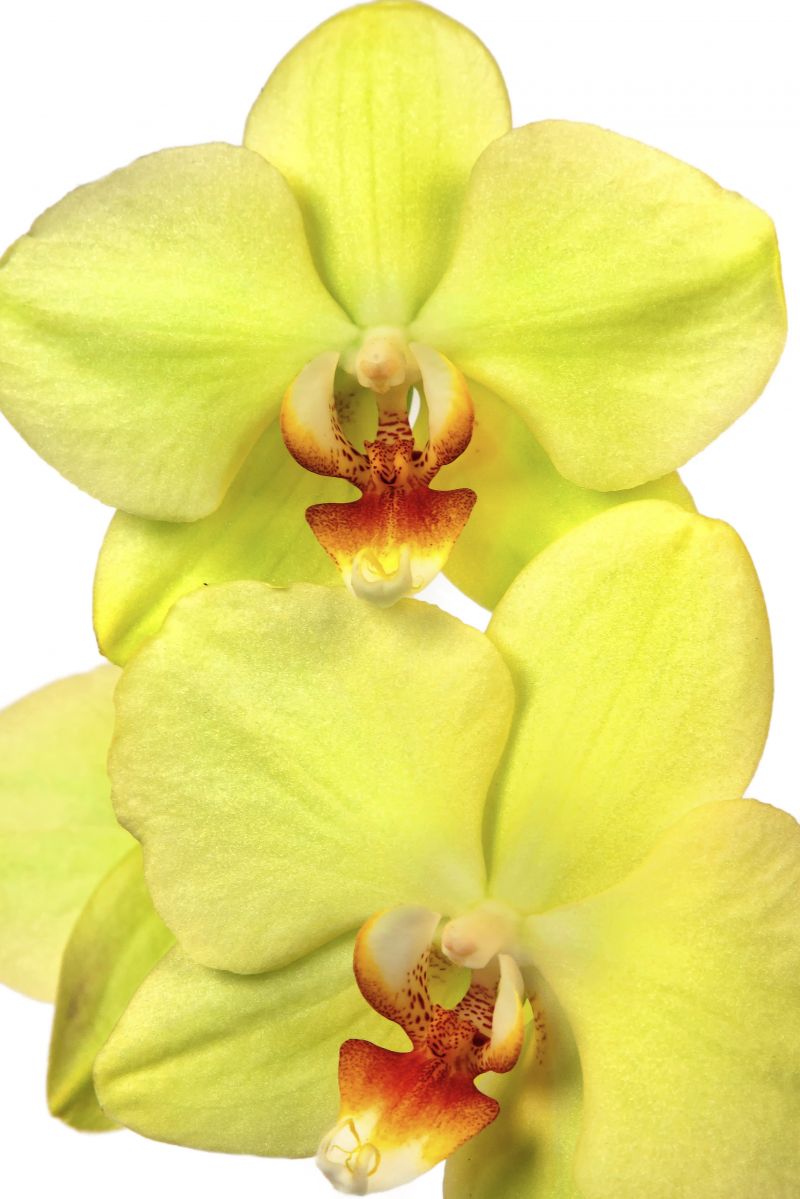 hell Grün Cymbidium Orchidee Blumensamen zur Aussaat – Schnitt Blume beliebt – Traditionssorte & ohne Gentechnik Samen Hausgarten
