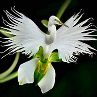 Weiß Egret Blumensamen einfache Aussaat