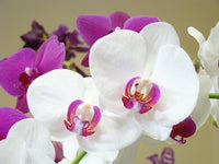 Cattleya Hybrida Blumensamen zur Aussaat – pflegeleicht – Traditionssorte & ohne Gentechnik Samen Hausgarten