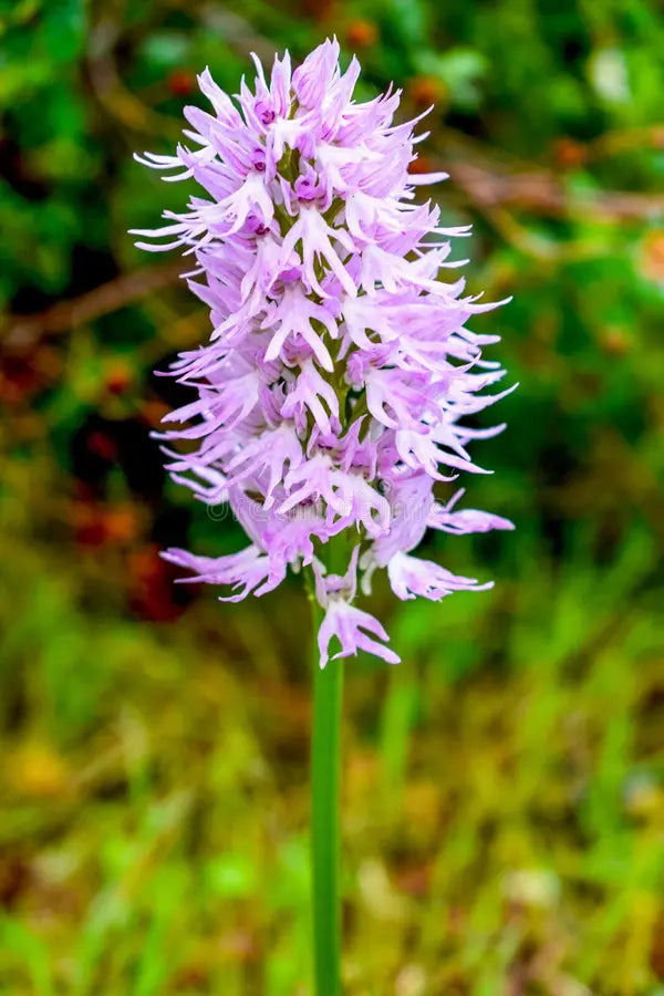 Lila Orchis Italica Blumensamen zur Aussaat Landhaus Garten wichtig Traditionssorte & ohne Gentechnik Samen Hausgarten