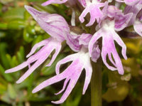 Orchis italica Blumensamen zur Aussaat farbenfroh Schau Traditionssorte & ohne Gentechnik Samen Hausgarten