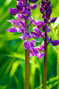 Mascula Blumensamen zur Aussaat – Garten beliebt – Traditionssorte & ohne Gentechnik Samen Hausgarten
