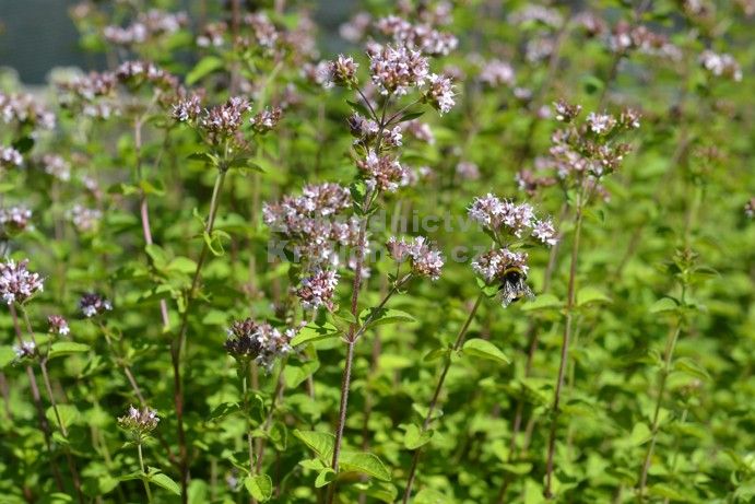 Oregano Origanum Vulgare Seedlings Sprouting in Garten Pots