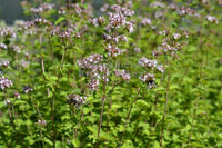 Oregano Origanum Vulgare Seedlings Sprouting in Garten Pots