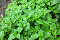 Oregano Samen Origanum Vulgare Purple Butterfly Blumen