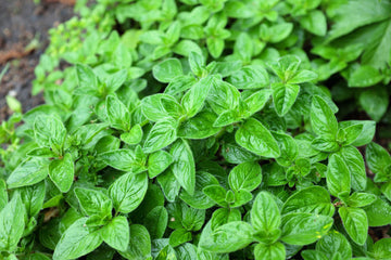 Oregano Samen Origanum Vulgare Purple Butterfly Blumen