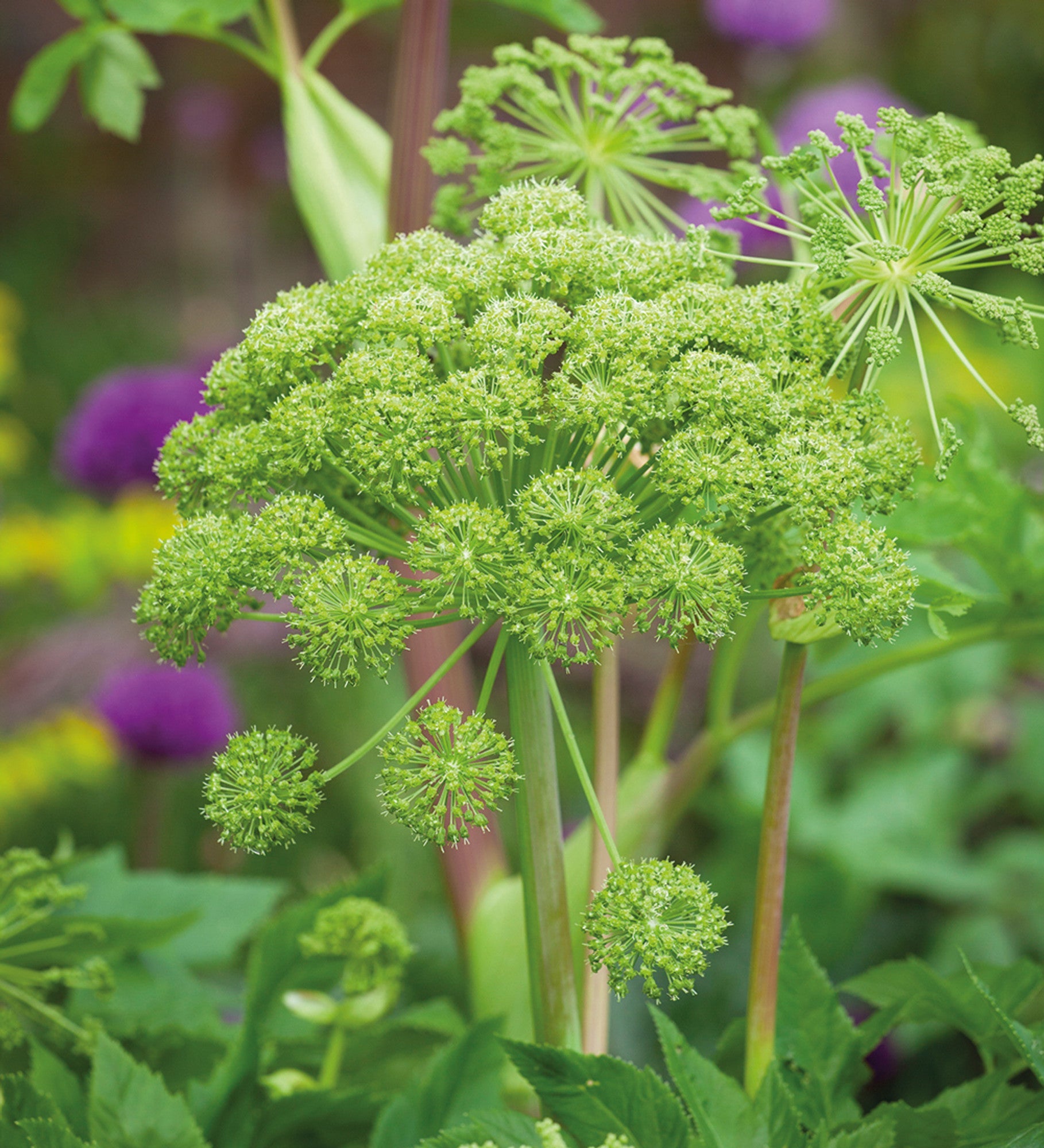 biologisch Angelica perennial grown from Samen attracting pollinators