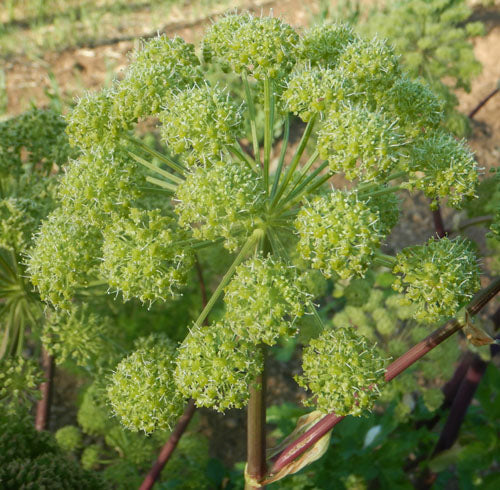 biologisch Angelica Samen Angelica archangelica tall Blume stalks