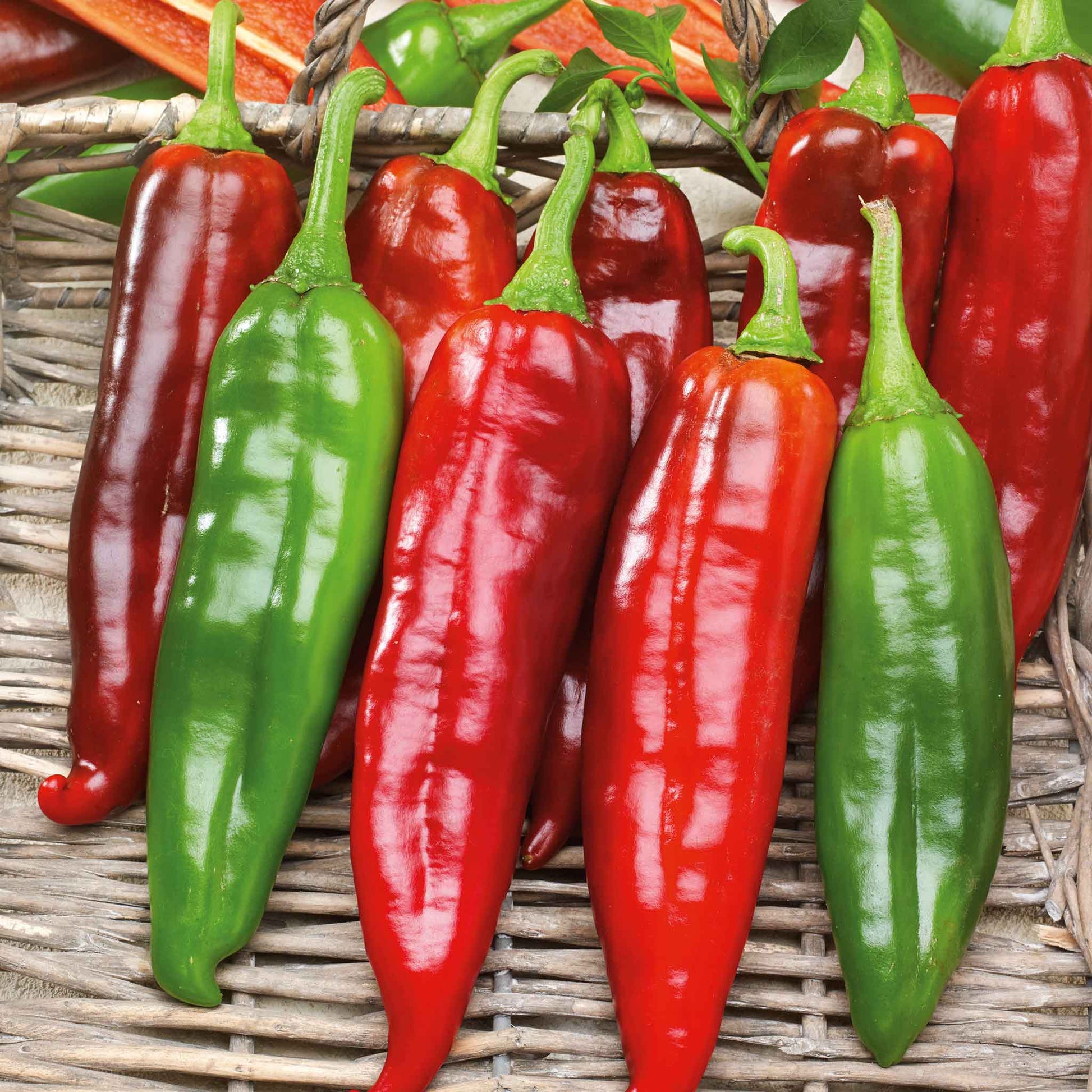 Organic traditionelle big jim chili pepper samen