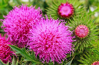 biologisch Blessed Milk Thistle Samen Silybum marianum Purple Blume Pflanze
