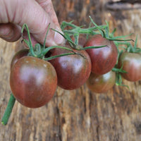 Medium to große organic brown traditionelle tomatoes on vine