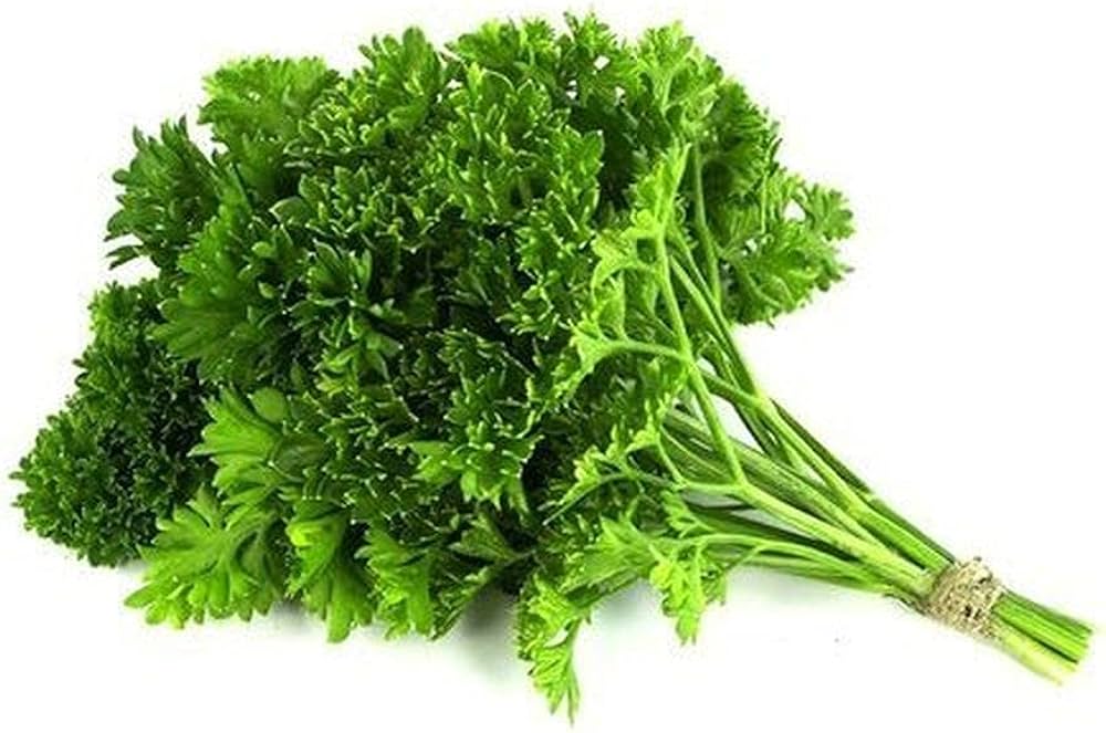 biologisch Coriander Samen Coriandrum sativum ornamental Kraut