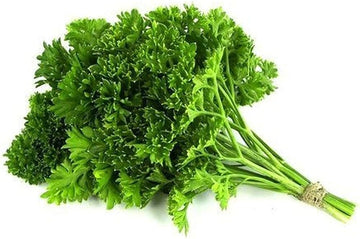 biologisch Coriander Samen Coriandrum sativum ornamental Kraut
