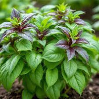 biologisch Corsican Basil compact mound grown in containers