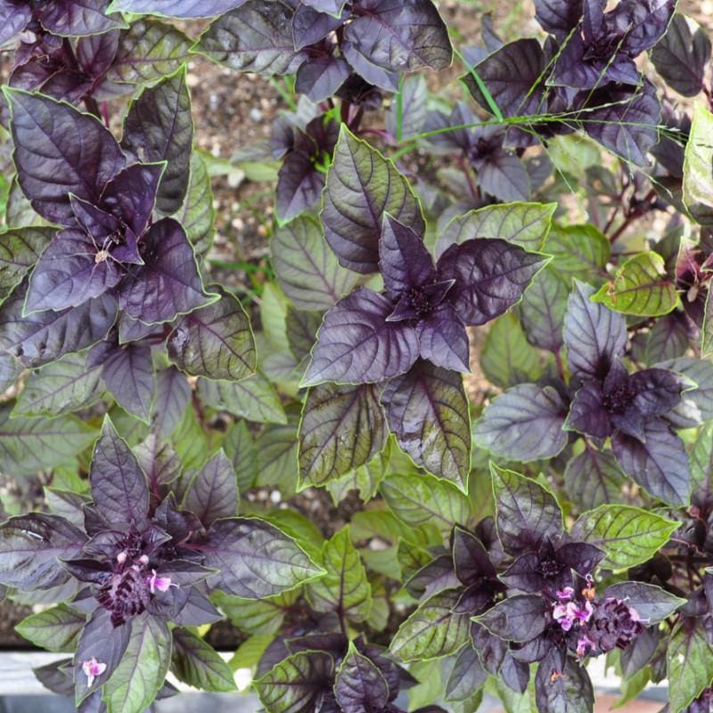 biologisch Corsican Basil Samen compact green leaf variety