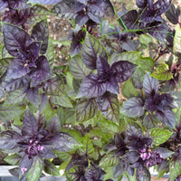 biologisch Corsican Basil Samen compact green leaf variety
