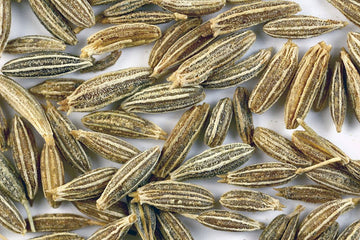 biologisch Cumin Pflanze with feathery foliage and small white Blumen