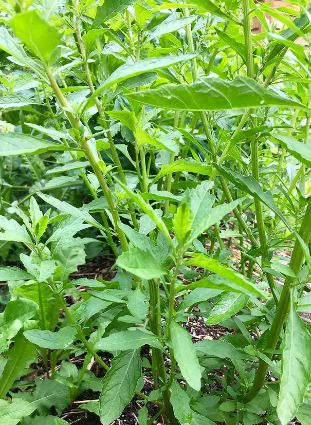 Bushy green Epazote foliage grown from biologisch Samen