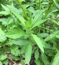 biologisch Epazote Samen Dysphania ambrosioides tall green foliage