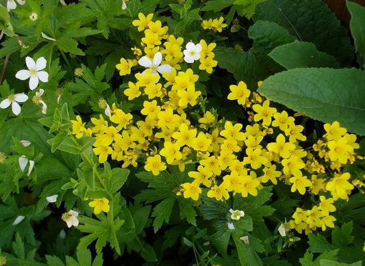 biologisch Golden Flax Pflanze with bright yellow Blumen in Garten