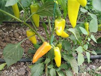 Organic traditionelle hungarian gelbe wax pepper samen