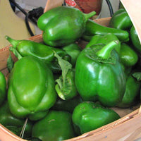 Organic traditionelle jupiter bell pepper samen