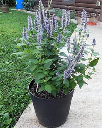 biologisch Licorice Mint Samen Agastache rugosa