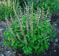 biologisch Mrihani Basil Blumen attracting pollinators