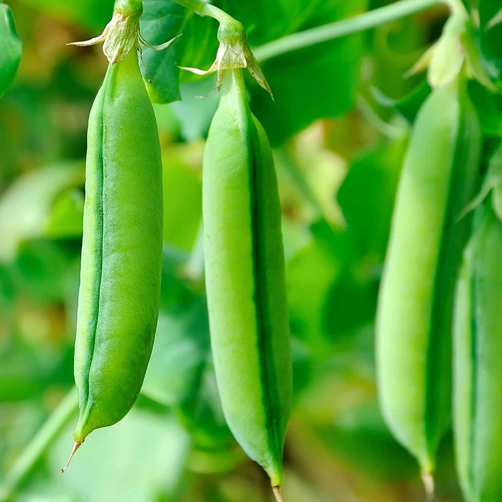 Sugar Ann Snap Pea Planting Samen