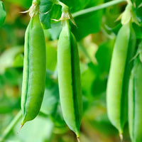 Sugar Ann Snap Pea Planting Samen