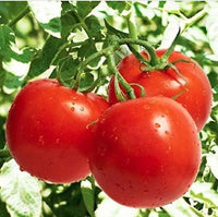 Organic tomato samen solanum lycopersicum für aussaat