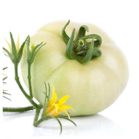 Organic traditionelle weiße wonder tomato samen