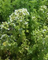 Origanum vulgare hirtum Anbau in full sun Garten bed